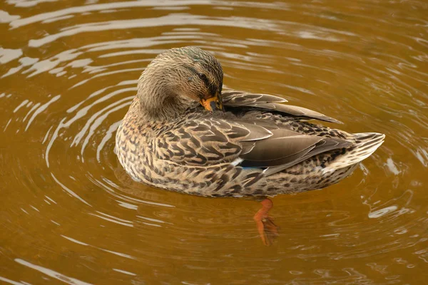 Ördek Dişisi Tüylerini Düzeltiyor — Stok fotoğraf