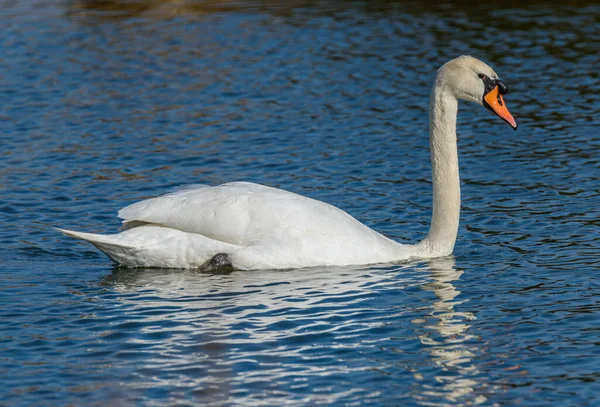 Swan Swimming Water Blue Reflection Ripples Wild — Stock Photo, Image