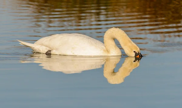 Swan Diving Head Water Wild — Stock Photo, Image