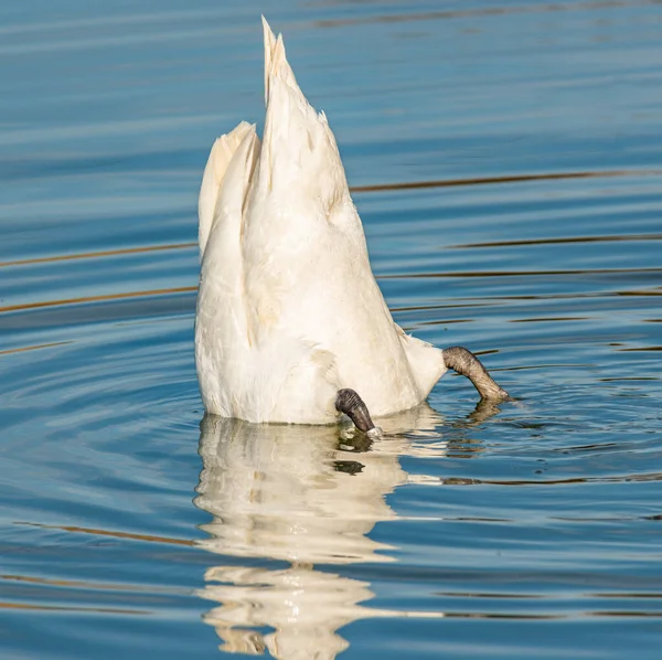 Swan Diving Water Wildlife Animal — Stock Photo, Image