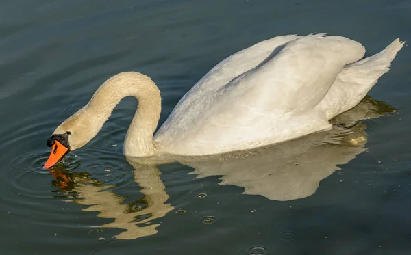 Swan Water Reflection Diving Its Beak Wild — Stock Photo, Image