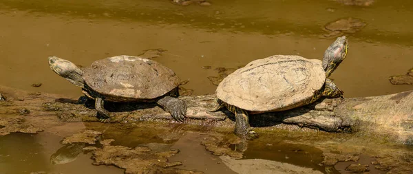 two red eared slider (trachemys scripta elegans) turtle on a log in water, also known as the red-eared terrapin