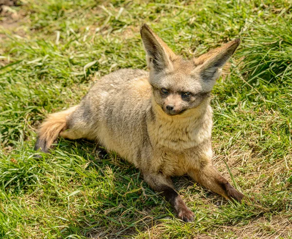 Bat Eared Fox Otocyon Megalotis Laying Grass Zoo — Stock Photo, Image