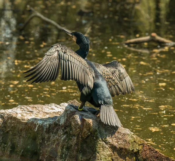 動物園の太陽光の中で岩の上に羽を開いた黒い鵜の鳥 — ストック写真