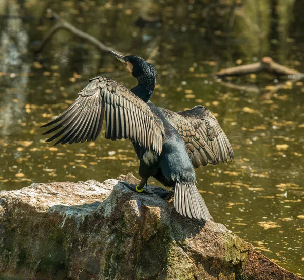 Zwarte Aalscholver Vogel Met Geopende Vleugels Rots Zonlicht Dierentuin — Stockfoto