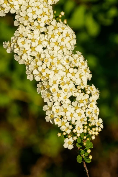 Trauben Kleiner Weißer Blüten Einem Strauch Sonnenlicht — Stockfoto