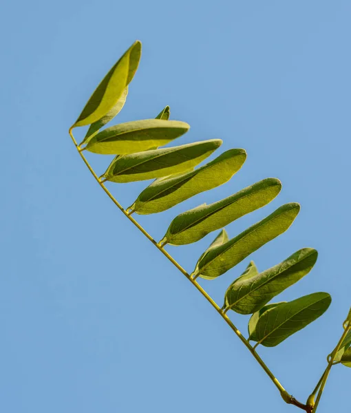 Gräshoppor Akaciaträd Löv Mot Blå Himmel Detalj — Stockfoto