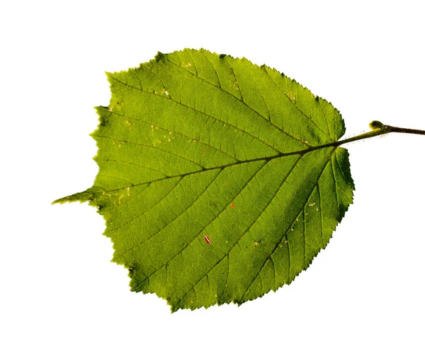 Hoja Verde Avellano Contraluz Aislado Blanco Detalle — Foto de Stock