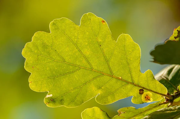 Enstaka Eklöv Bakgrundsbelysning Detalj — Stockfoto