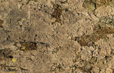 kaya üzerindeki gri ve sarı liken dokusu, detay