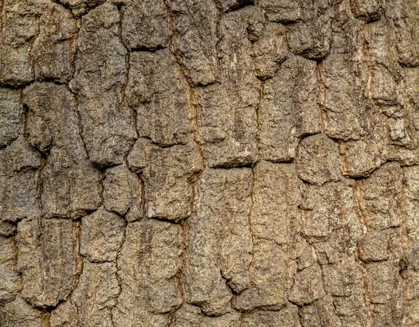 Textura Cinzenta Casca Árvore Detalhe — Fotografia de Stock