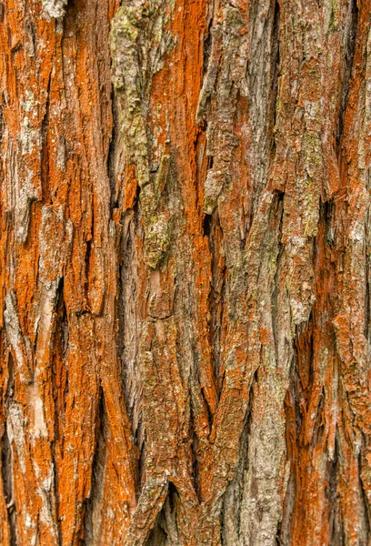 Orange Struktur Träd Bark Detalj — Stockfoto