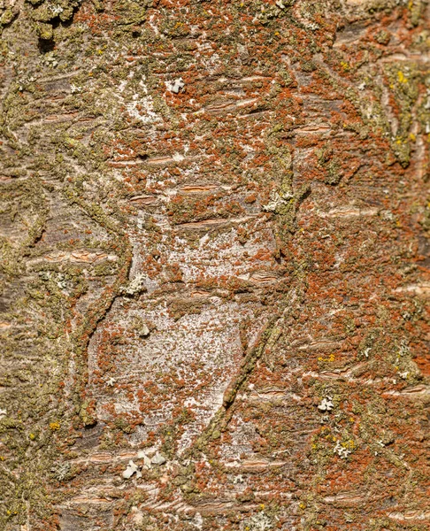 Szary Czerwony Pomarańczowy Tekstura Kory Drzewa — Zdjęcie stockowe