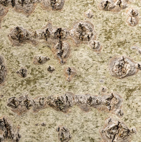 Textura Casca Branca Árvore Vidoeiro — Fotografia de Stock