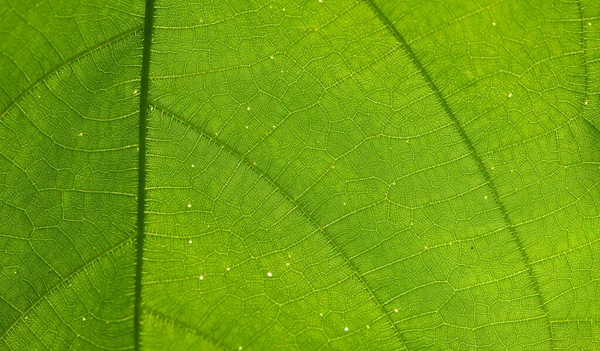 Veias Uma Folha Contra Luz Textura — Fotografia de Stock