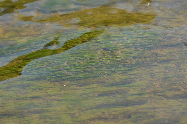 Texture Algae Water Stream Weir — Stock Photo, Image