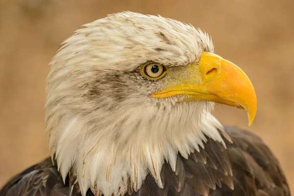 Retrato Detallado Lado Calvo Del Águila Zoológico — Foto de Stock