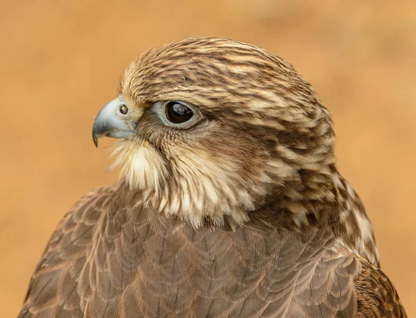 Detailliertes Porträt Einer Falkenseite Zoo — Stockfoto