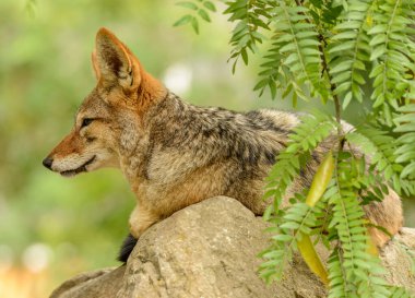 black backed jackal (Canis mesomelas) laying on a rock in zoo clipart