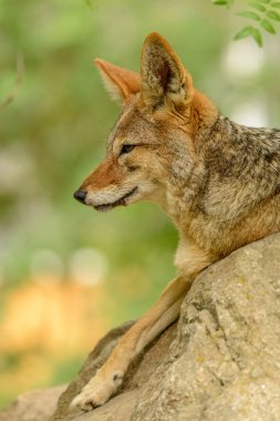 Hayvanat bahçesinde kayaların üzerinde yatan siyah sırtlı çakal portresi.