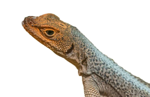 Portrait Small Galapago Lava Lizard Orange Head White Background Isolated — Stock Photo, Image