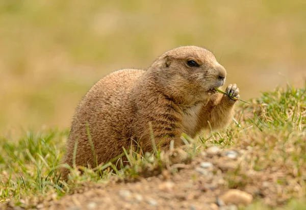 Negro Cola Pradera Perro Comer Hierba Zoológico — Foto de Stock