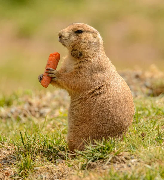 black tailed prairie dog with carrot in hands in zoo