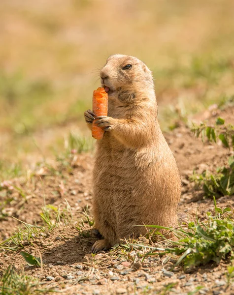 black tailed prairie dog eating carrot in zoo