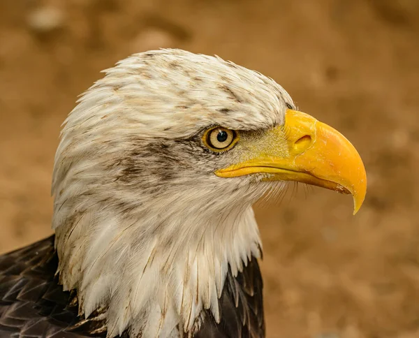 Retrato Lado Águia Careca Zoológico — Fotografia de Stock