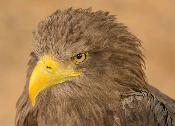 动物园里一只棕色鹰的肖像 — 图库照片