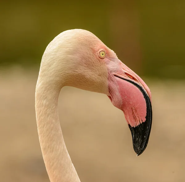 portrait of pink flamingo side in zoo