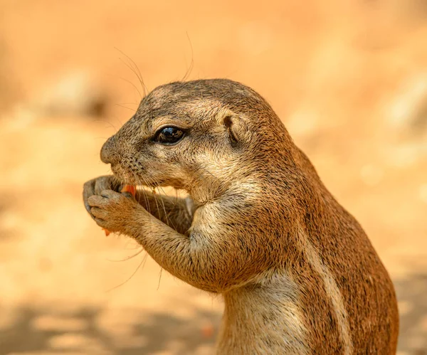 Retrato Ardilla Comiendo Una Zanahoria Zoológico — Foto de Stock