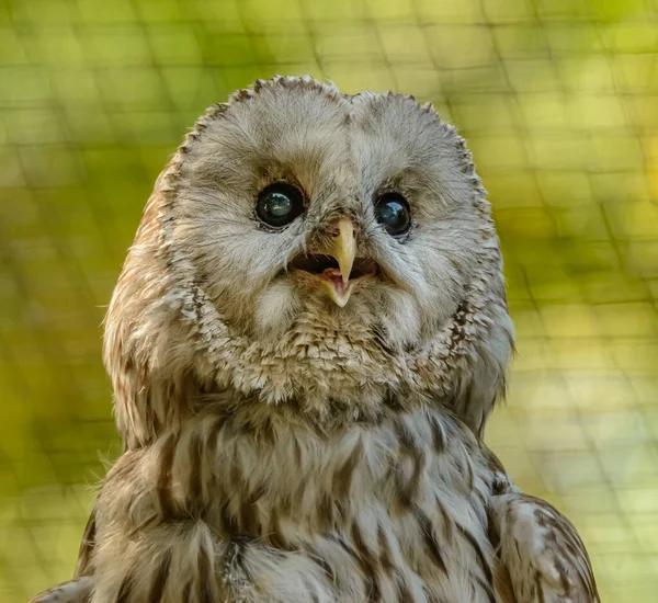 Wood Owl Strix Portrait Looking Surprised Zoo — Stock Photo, Image