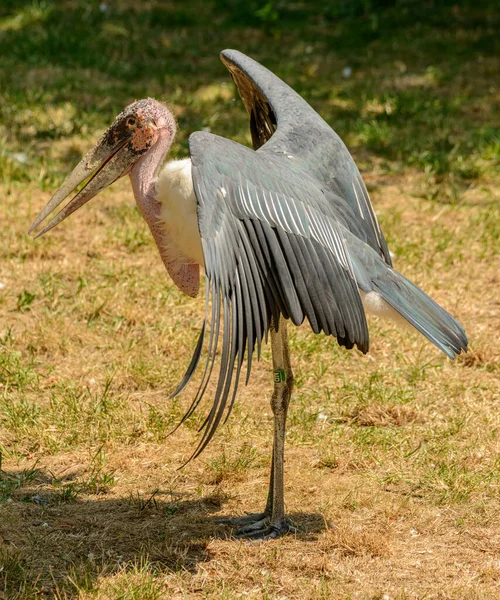 Ajudante Cegonha Aves Aquecendo Asas Sol Zoológico — Fotografia de Stock