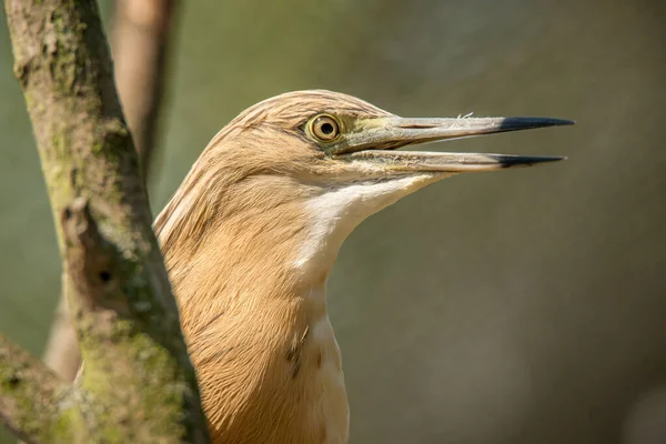 Pequena Garça Squacco Ardeola Ralloides Retrato Com Bico Aberto Zoológico — Fotografia de Stock