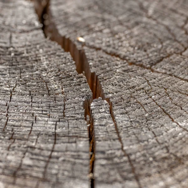 Textura Corte Madeira Com Rachadura Detalhe — Fotografia de Stock