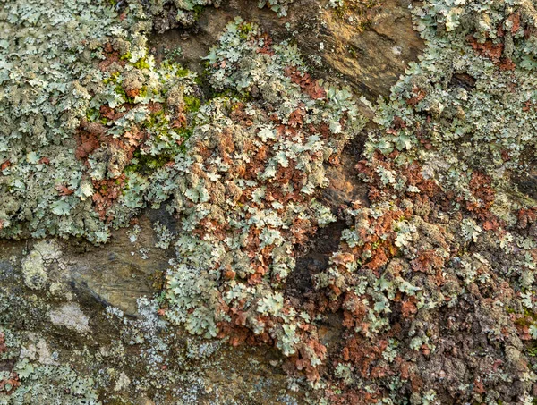 Textura Líquen Cinza Vermelho Musgo Rocha Detalhe — Fotografia de Stock