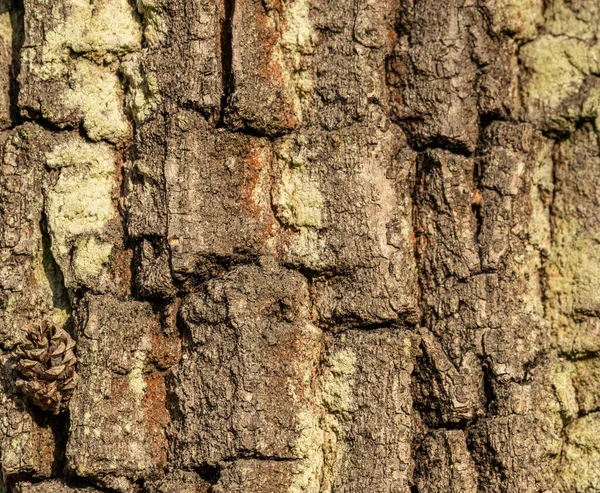 Textura Marrom Cinza Casca Árvore Com Líquen Detalhe — Fotografia de Stock