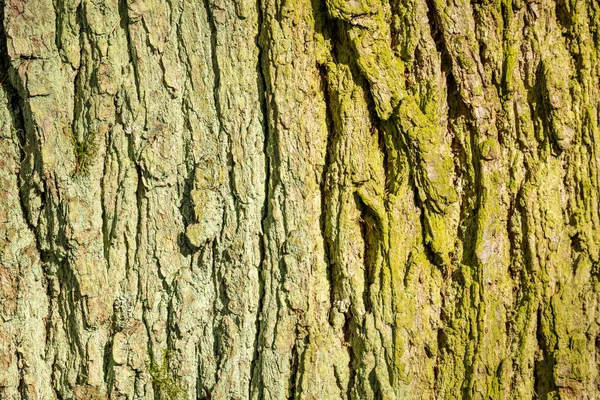 Ağaç Kabuğunun Gri Dokusu Güneşte Yeşil Yosun Liken Ile — Stok fotoğraf