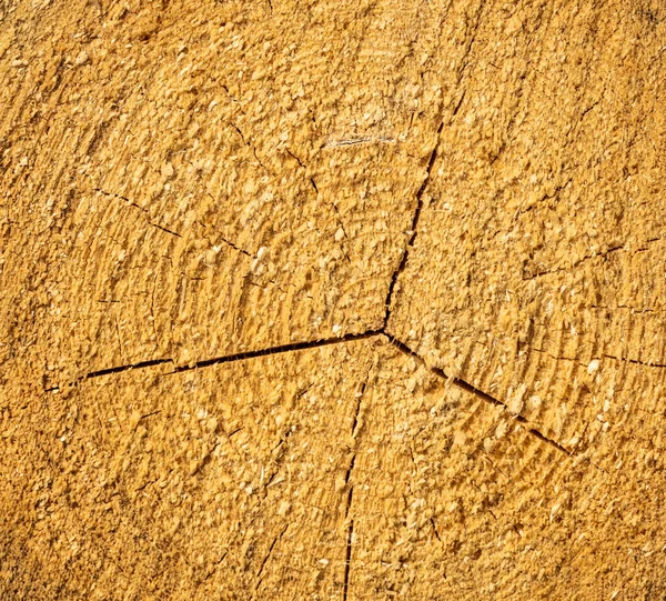 Madeira Cortada Com Anéis Rachaduras Anuais Textura — Fotografia de Stock