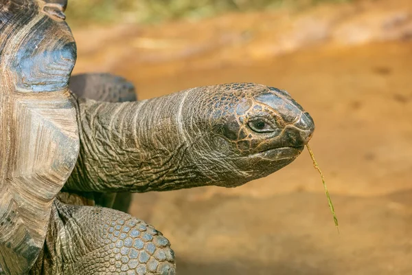 Portret Van Reuzenschildpad Etend Gras Dierentuin — Stockfoto