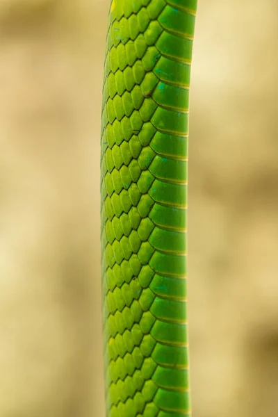 Detalle Piel Serpiente Verde Del Árbol Corredor Verde Del Barón — Foto de Stock