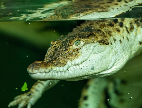 Retrato Crocodilo Água Através Vidro Zoológico Animal — Fotografia de Stock