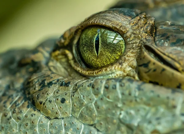 Detalhe Olho Crocodilo Zoológico Animal — Fotografia de Stock