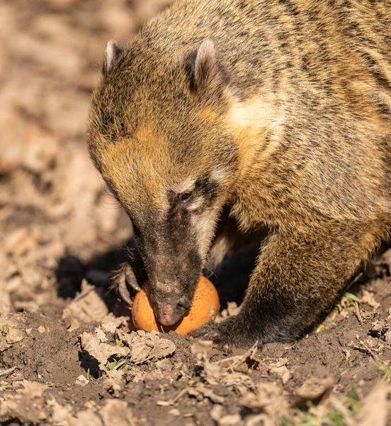 Coati Coatimundi Comer Huevo Zoológico Animales — Foto de Stock
