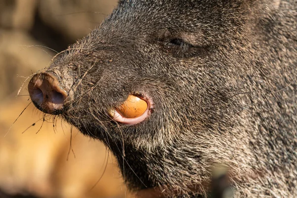 野生のイノシシが卵や動物園を食べ — ストック写真