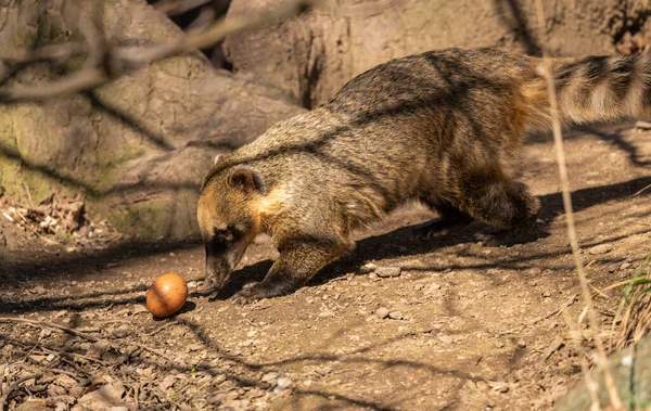Coati Coatimundi Persiguiendo Huevo Colina Abajo Zoológico Animales — Foto de Stock