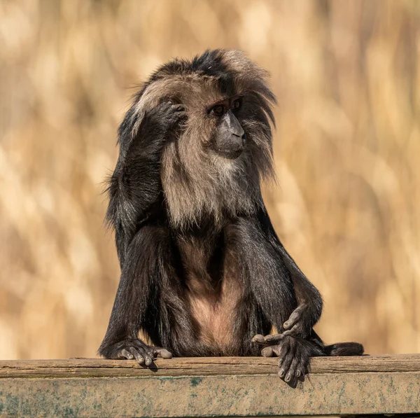 lion tailed macaque sitting on a board scratching head, zoo animal