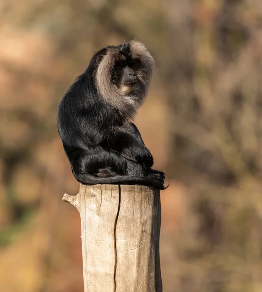 lion tailed macaque sitting on top of a log from side rotating head, zoo animal