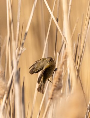 Sazlıktaki bülbül ötüşü, vahşi yaşam hayvanı